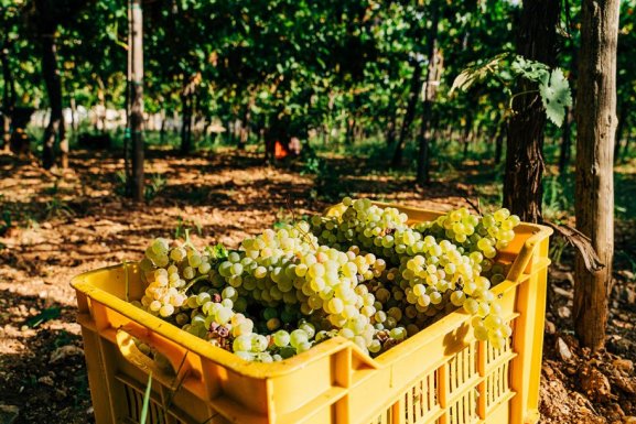 World wine production to fall in 2021 as extreme weather hits Europe